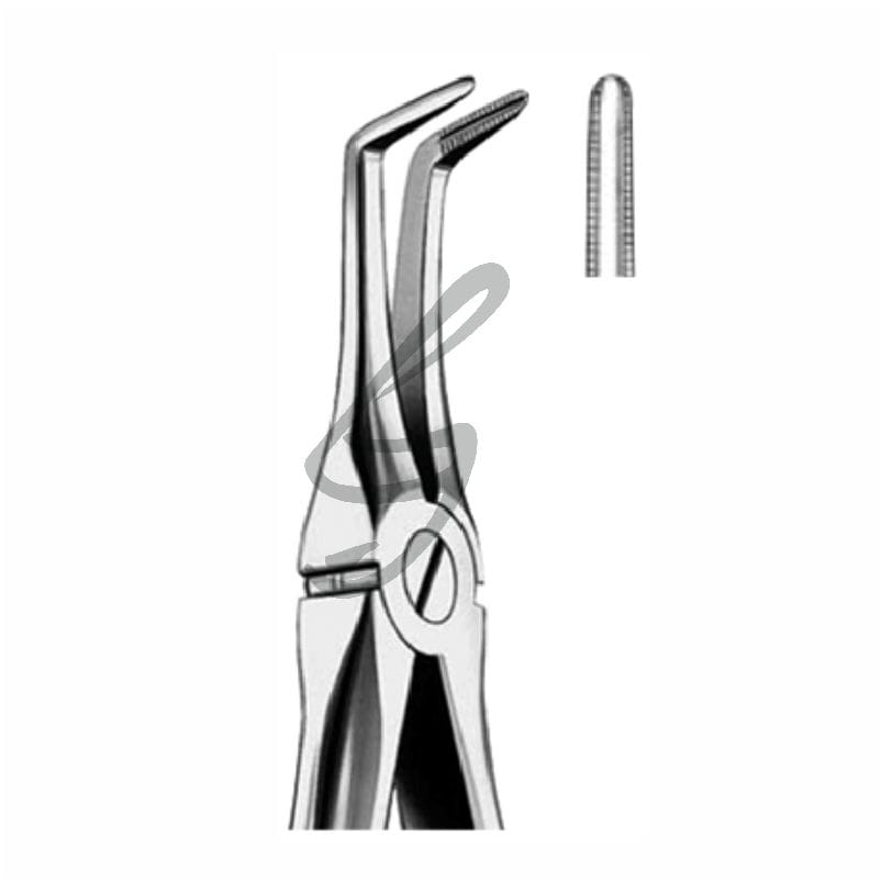 Zahnzangen Fig 146 – Soligs, Extraction Forceps