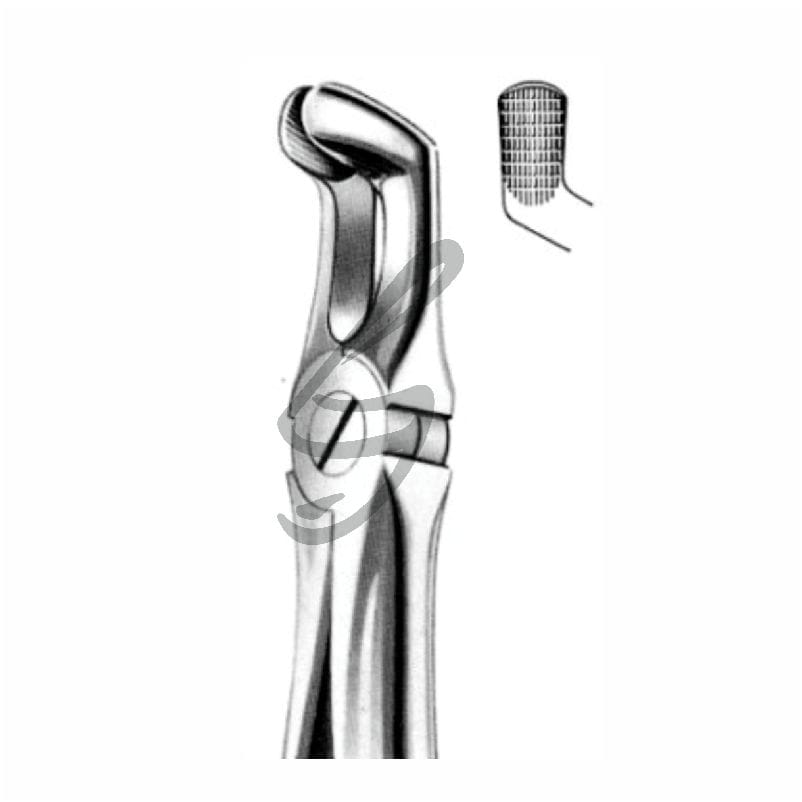 Zahnzange Fig 79A – Soligs, Extraction Forceps