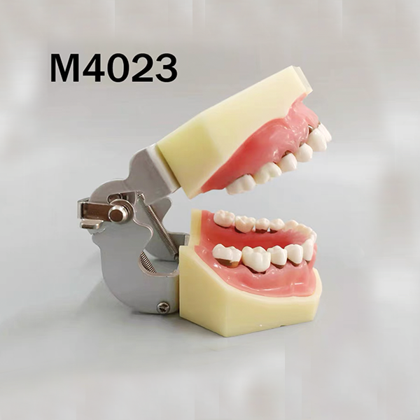 Periodontal Model – THOMSEN DENTAL PTY LTD, Geräte