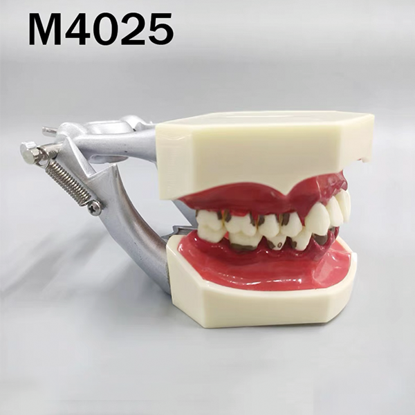 Modèle parodontal – THOMSEN DENTAL PTY LTD, Geräte
