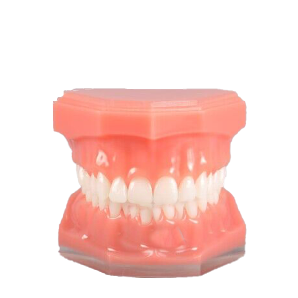 Natural Size Model – each – THOMSEN DENTAL PTY LTD