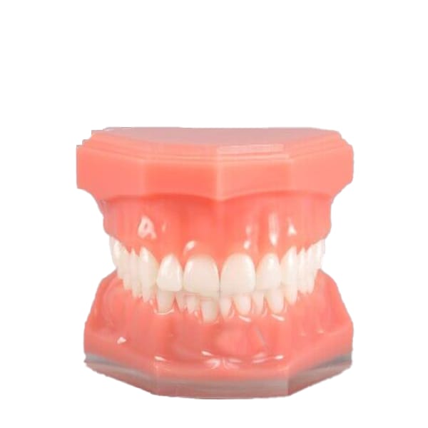 Natural Size Model – each – THOMSEN DENTAL PTY LTD, Geräte