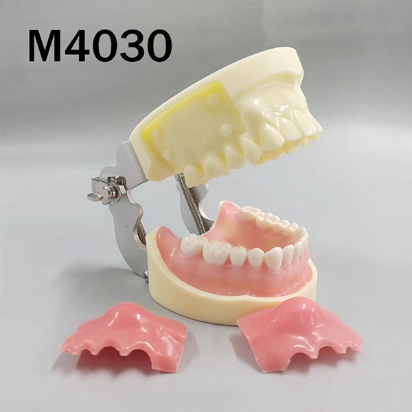 Modèle d'entraînement à l'incision et au drainage – THOMSEN DENTAL PTY LTD, Geräte