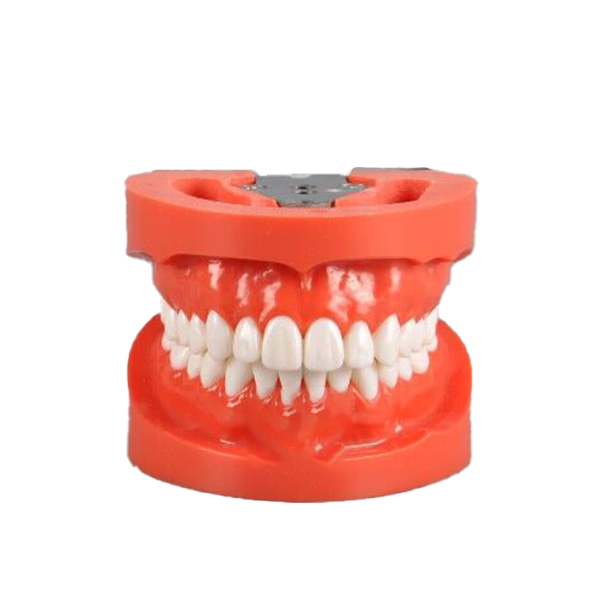 Standardmodell mit 28 Einschraubzähnen – THOMSEN DENTAL PTY LTD, Die & Model Materials