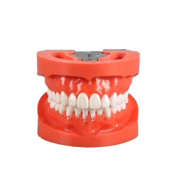Standard Model with 28 Screw-in Teeth