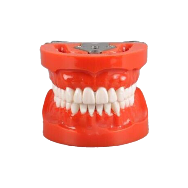 Standard Model with 32 Screw-in Teeth – THOMSEN DENTAL PTY LTD, Die & Model Materials