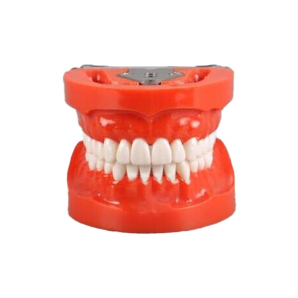 Standard Model with 32 Screw-in Teeth