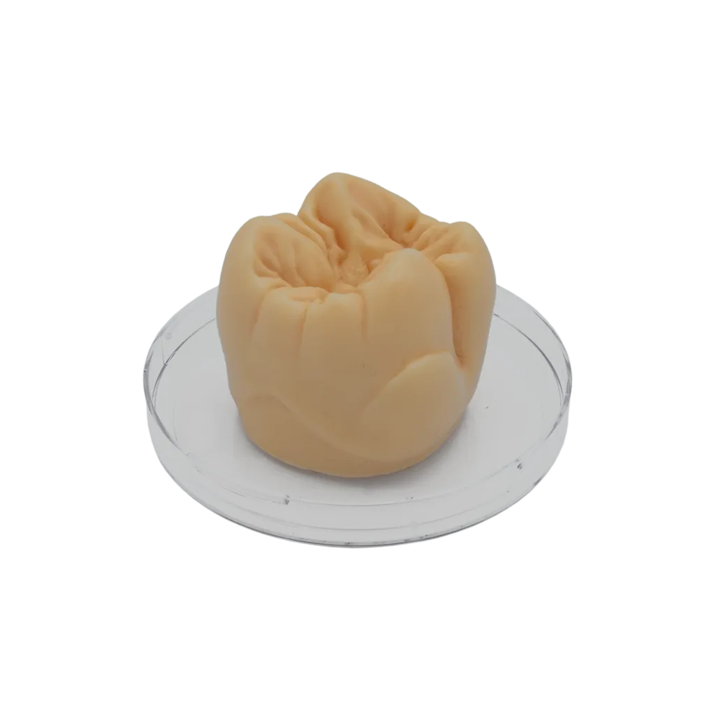 "Tooth" Sculpturing Wax molar beige opaque, 40 g – al dente Dentalprodukte