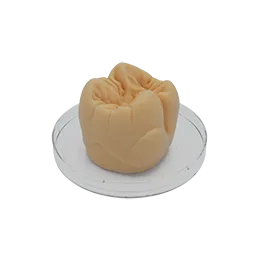 "Tooth" Sculpturing Wax molar beige opaque, 40 g – al dente Dentalprodukte, Dental Waxes