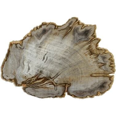 Wood petrified Madagascar L 300 B 220 H 20mm 6202-01