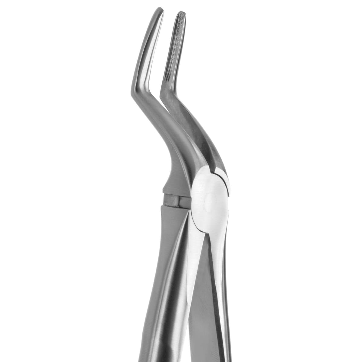 TOOTH FORCEPS BLADE BEAKS N.51-AL 612275 – Coricama srl, Extraction Forceps