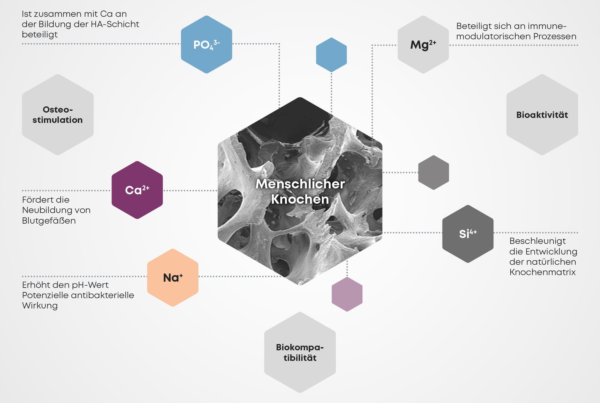 CERASORB® Bioactive – Curasan AG, Bone Graft Materials