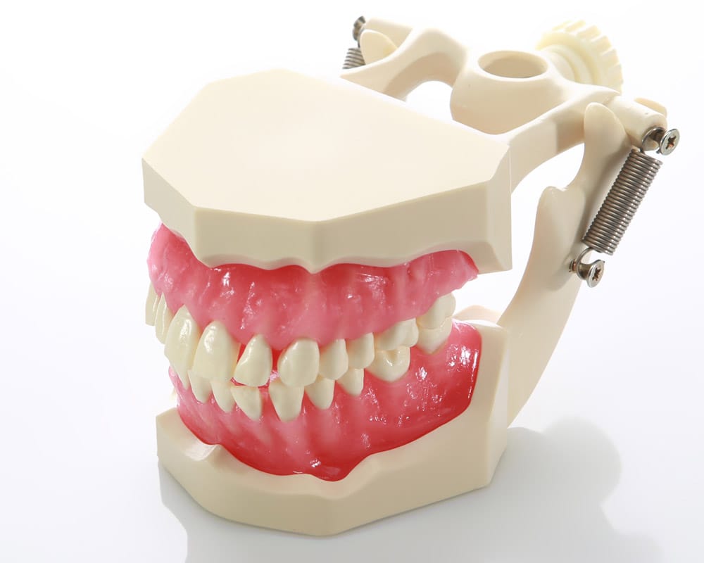 DM04 Demonstrations-Kiefermodell für Dentalhygiene – GF Dental di Ficuciello Antonino, Geräte