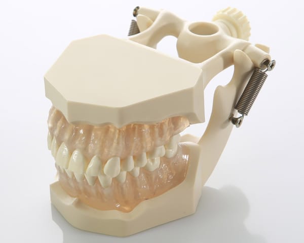 DM05 Demonstrations-Kiefermodell für Dentalhygiene