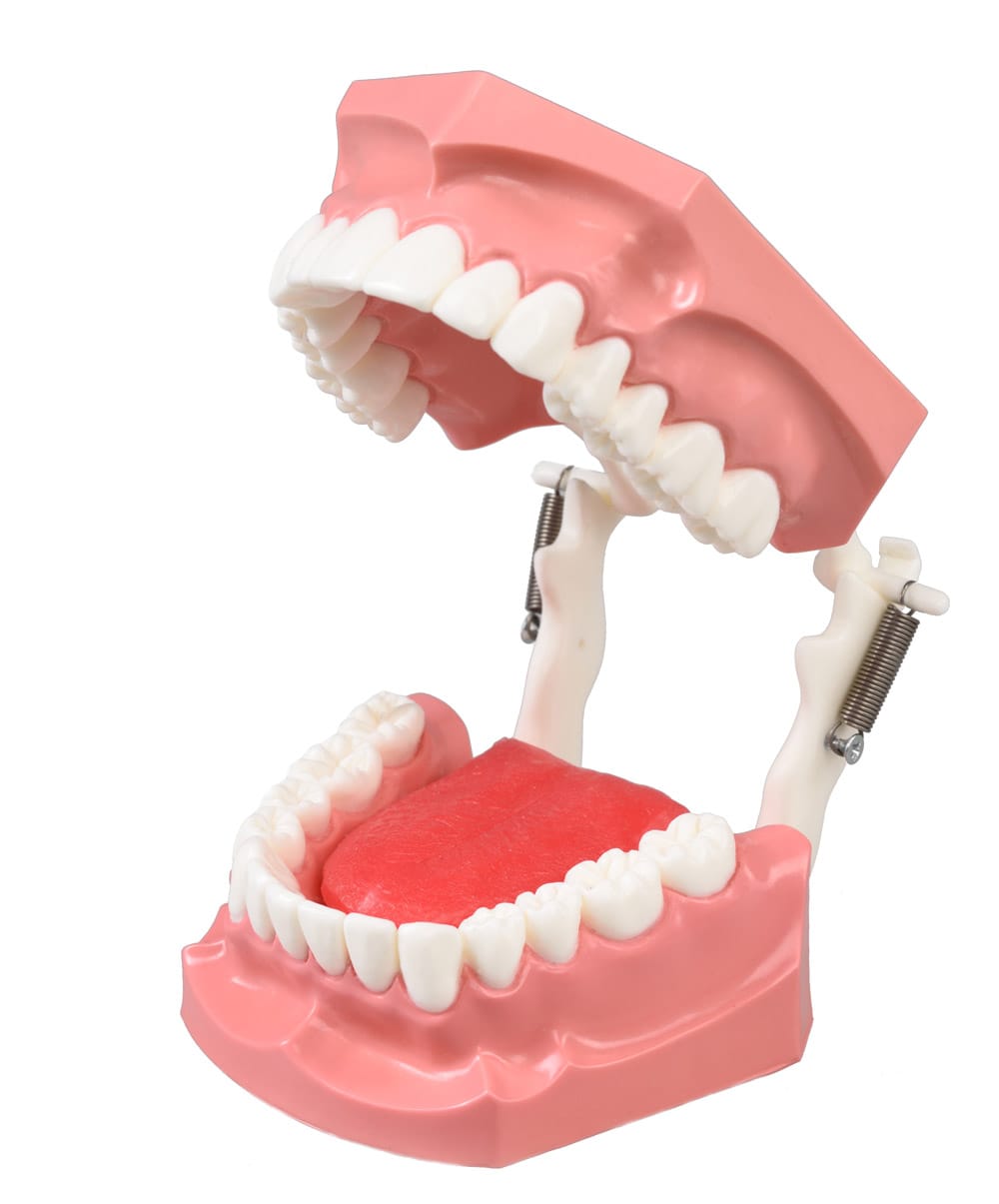 DM11 Demonstrations-Kiefermodell für Dentalhygiene – GF Dental di Ficuciello Antonino, Demomodelle