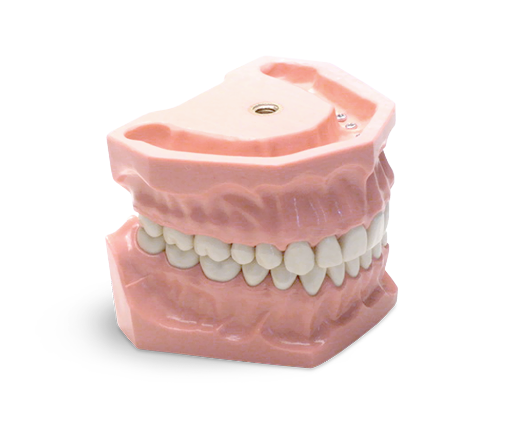 E01 – Modell für konservierende Übungen, 32 Zähne – GF Dental di Ficuciello Antonino