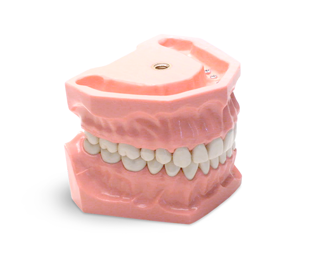 E01 - Modèle pour exercices d'odontologie conservatrice 32 dents – GF Dental di Ficuciello Antonino, Equipment
