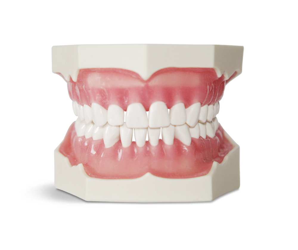 Modèle 32 dents avec gencives et dents en ivoirine – GF Dental di Ficuciello Antonino, Gypsum Additives, Die Hardeners and Plaster Removers