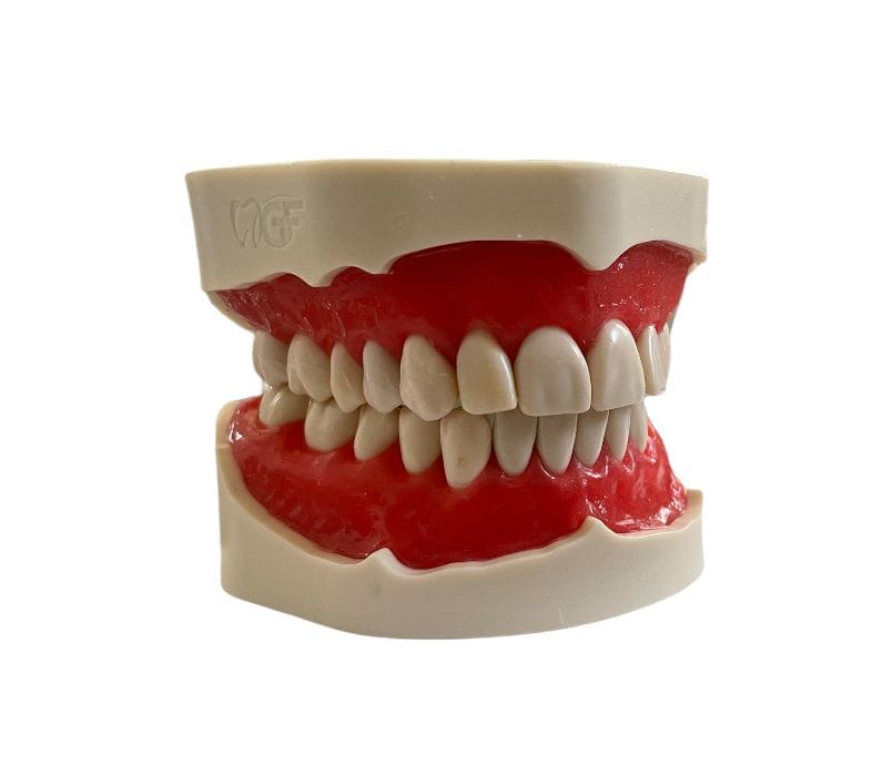 Modèle 28 dents avec gencives et dents fixées par vis – GF Dental di Ficuciello Antonino, Gypsum Additives, Die Hardeners and Plaster Removers