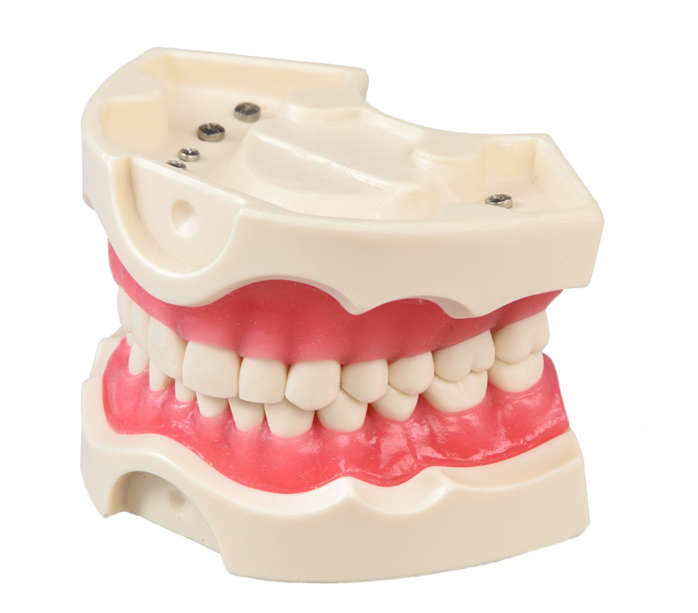 Modell 28 Zähne aus Hartkunststoff – GF Dental di Ficuciello Antonino, Die & Model Materials