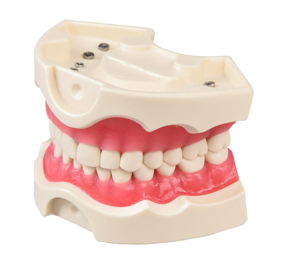 Modello 28 denti in resina dura – GF Dental di Ficuciello Antonino, Gypsum Additives, Die Hardeners and Plaster Removers