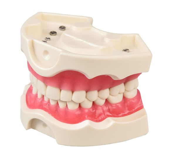 Modello 28 denti in resina dura