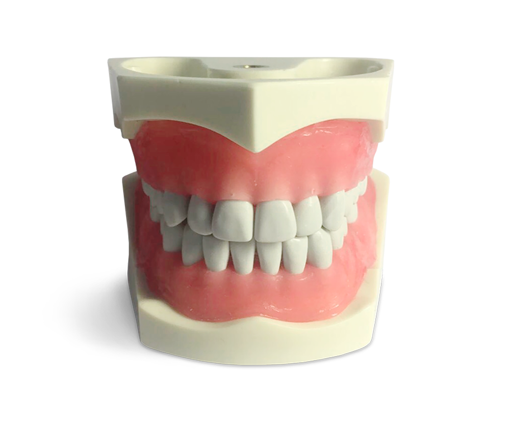 E03N - Modèle de bouche 32 dents – GF Dental di Ficuciello Antonino, Gypsum Additives, Die Hardeners and Plaster Removers