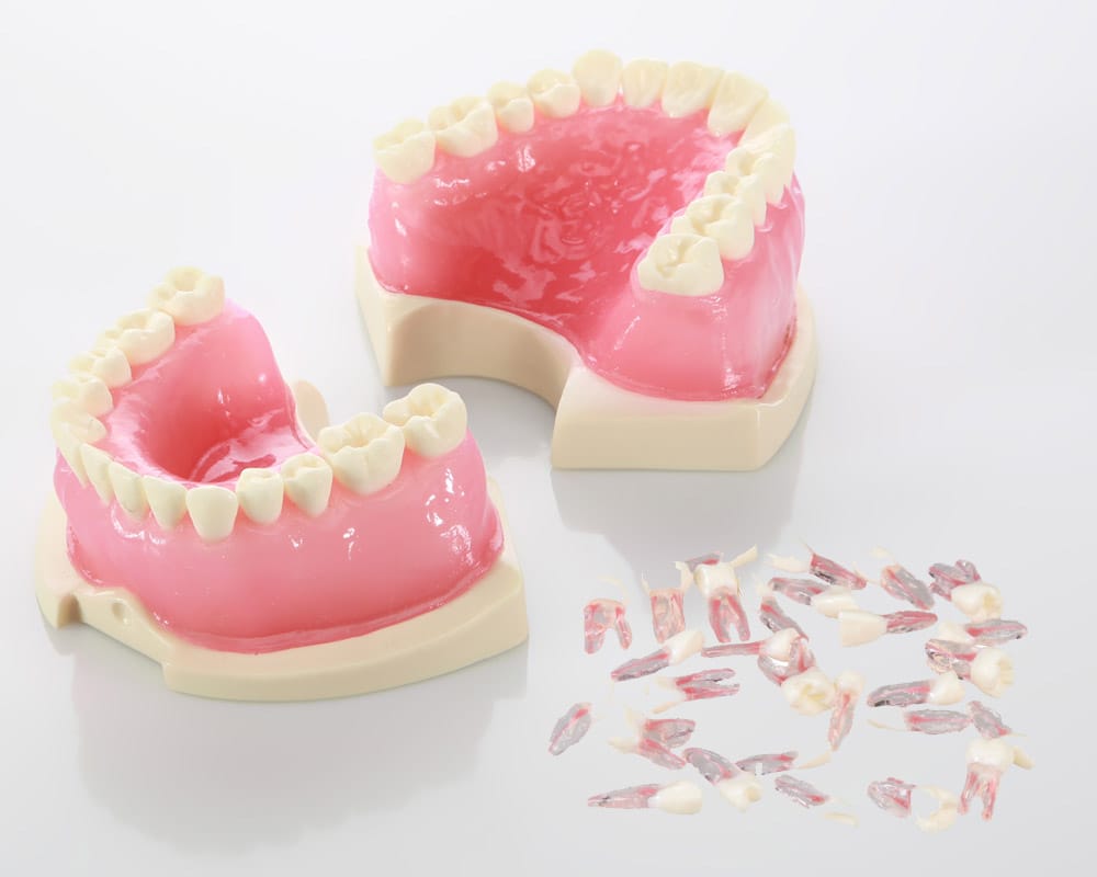 E08 - Semi-rigid Endodontic Model with Gums – GF Dental di Ficuciello Antonino, Wurzelbehandlung