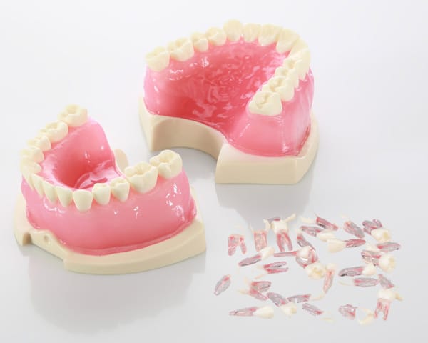 E08 - Semi-rigid Endodontic Model with Gums