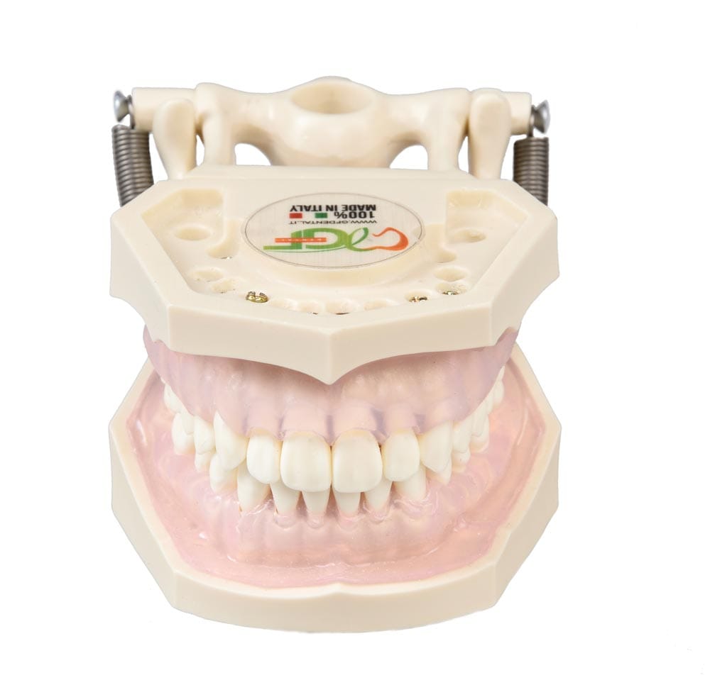 Modelli di esercitazione per igienista dentale – GF Dental di Ficuciello Antonino, Root Canal Treatment