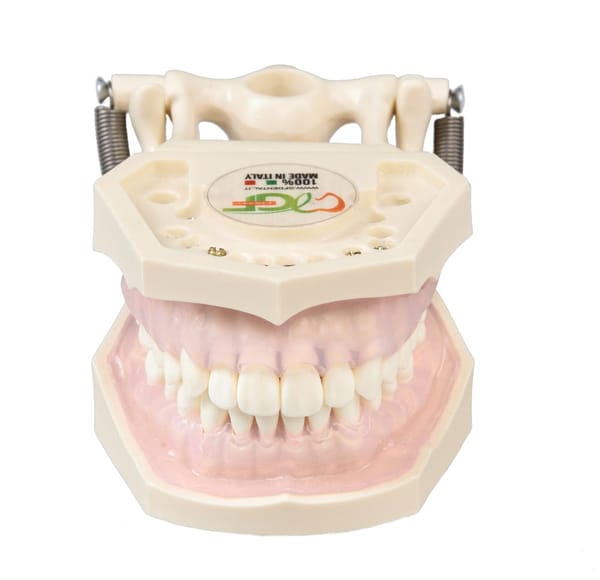 Modelli di esercitazione per igienista dentale