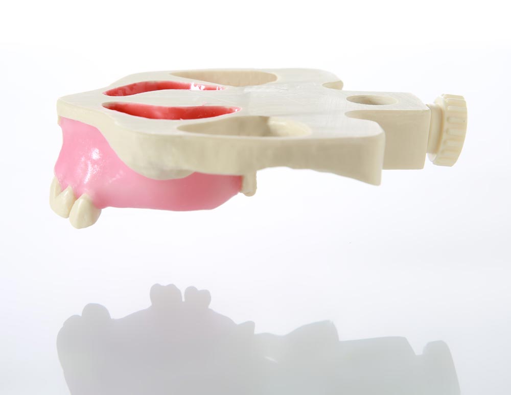 E19 – Kiefermodell aus Kunststoff – GF Dental di Ficuciello Antonino