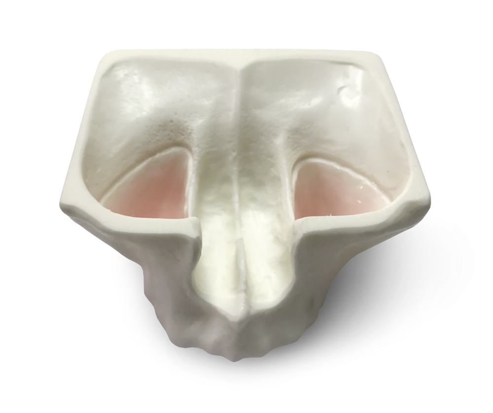 E20/L – Oberkiefermodell aus Kunststoff – GF Dental di Ficuciello Antonino