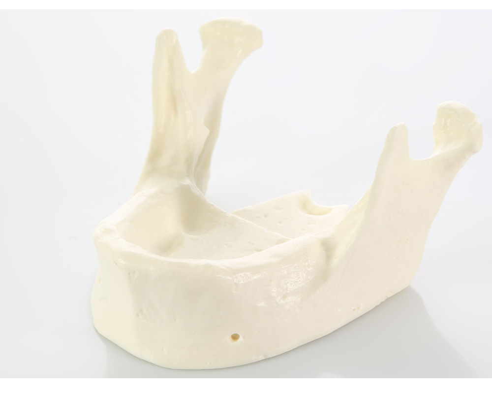E22 - Mandible Model in Synthetic Bone Material – GF Dental di Ficuciello Antonino, Die & Model Materials