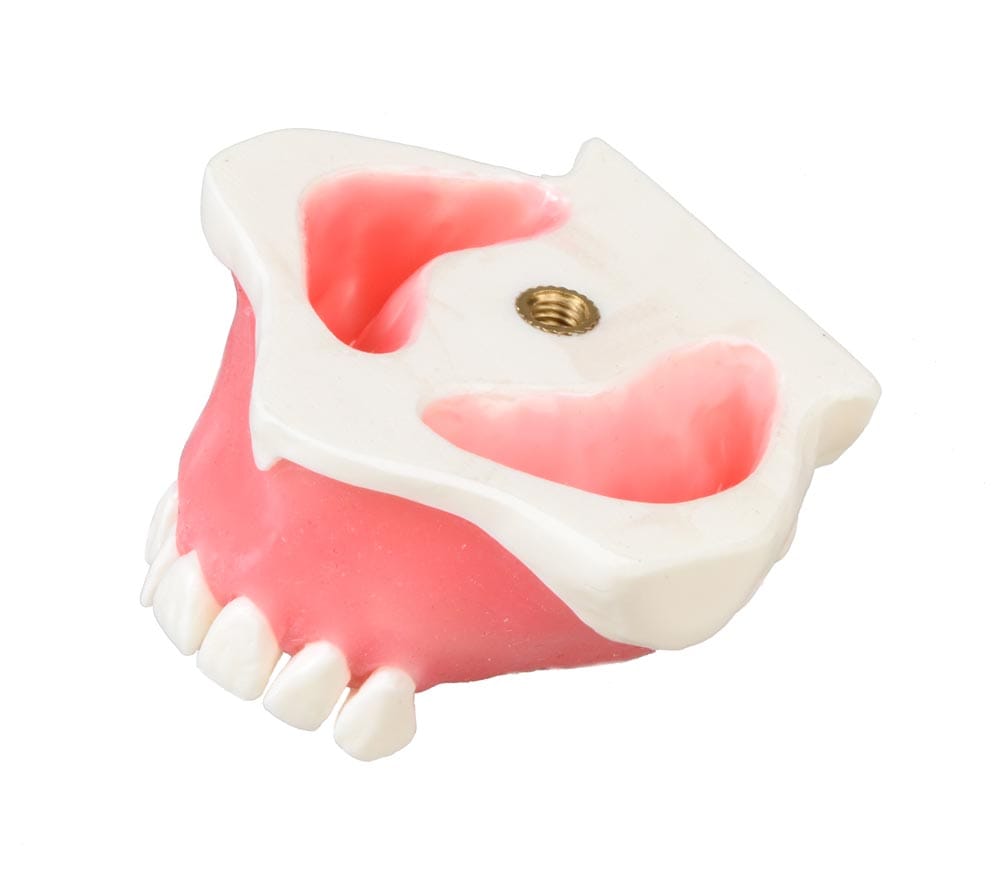 E23 - Modello di mascella con gengiva – GF Dental di Ficuciello Antonino, Gipszusätze, Stumpflacke und Gipslöser