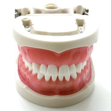 E24 - Modèle 32 dents fixées par vis avec articulateur et gencive souple – GF Dental di Ficuciello Antonino, Gypsum Additives, Die Hardeners and Plaster Removers