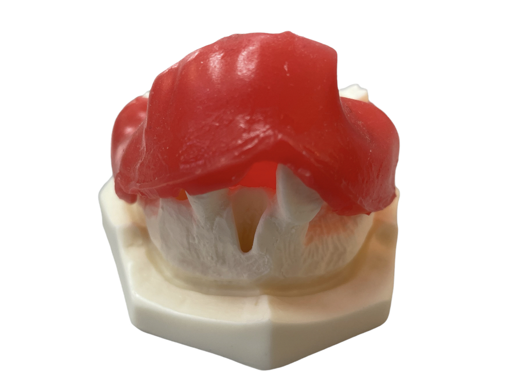 E37/G - Modello di mascella in materiale sintetico – GF Dental di Ficuciello Antonino, Die & Model Materials