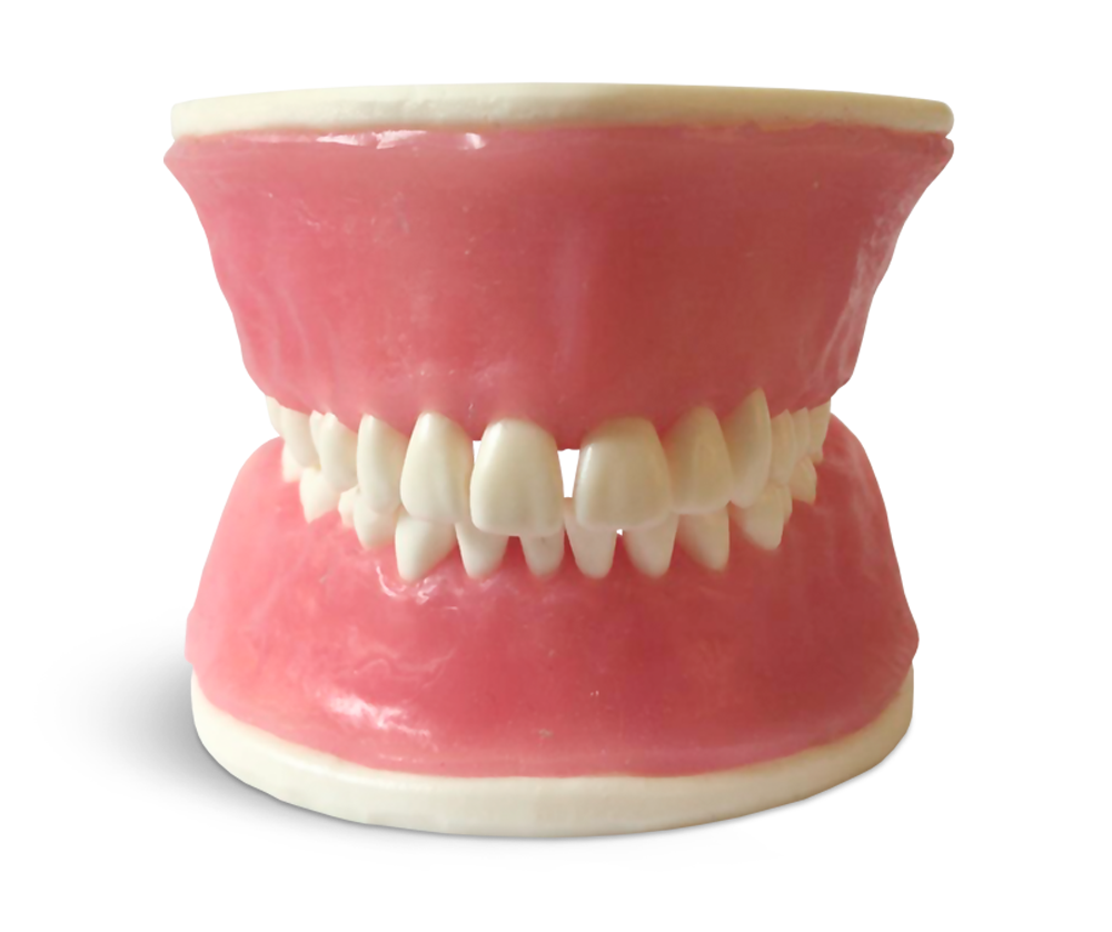 E38 - Modèle de parodontologie avec dents fixes et gencive pour suture – GF Dental di Ficuciello Antonino, Demonstration Models