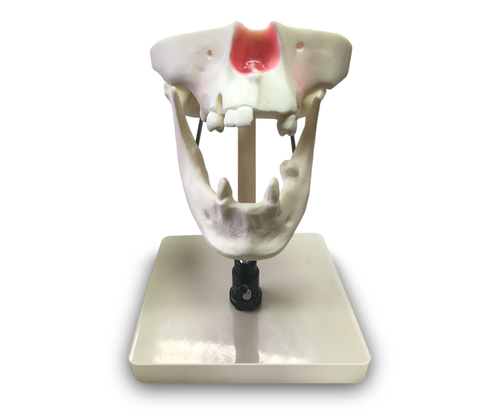 E50 - Modèle anatomique d'os maxillaire et mandibulaire – GF Dental di Ficuciello Antonino, Demonstration Models