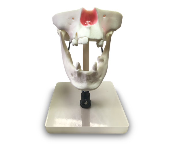 E50 – Anatomisches Modell von Ober- und Unterkieferknochen