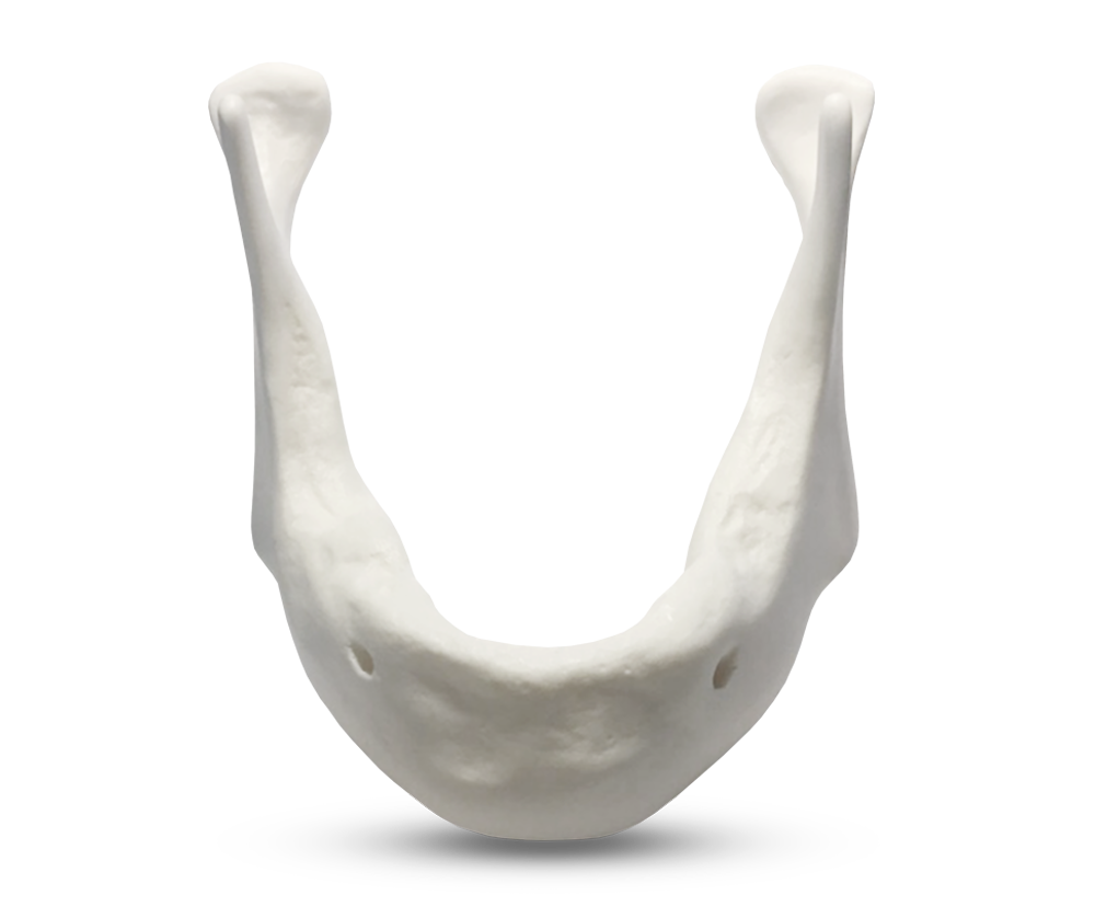 E81/L - Modèle de mandibule en matériau osseux synthétique – GF Dental di Ficuciello Antonino, Die & Model Materials