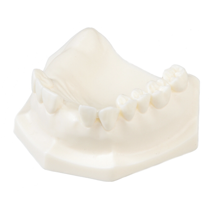 E85 – Kiefermodell aus Kunststoff – GF Dental di Ficuciello Antonino, Die & Model Materials