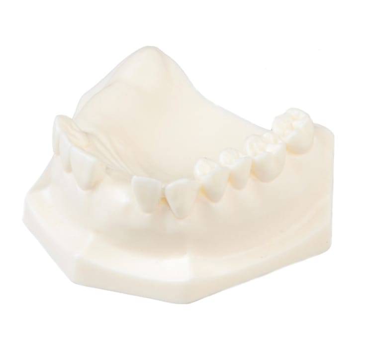E85 - Modèle de mâchoire en matériau synthétique – GF Dental di Ficuciello Antonino, Gypsum Additives, Die Hardeners and Plaster Removers