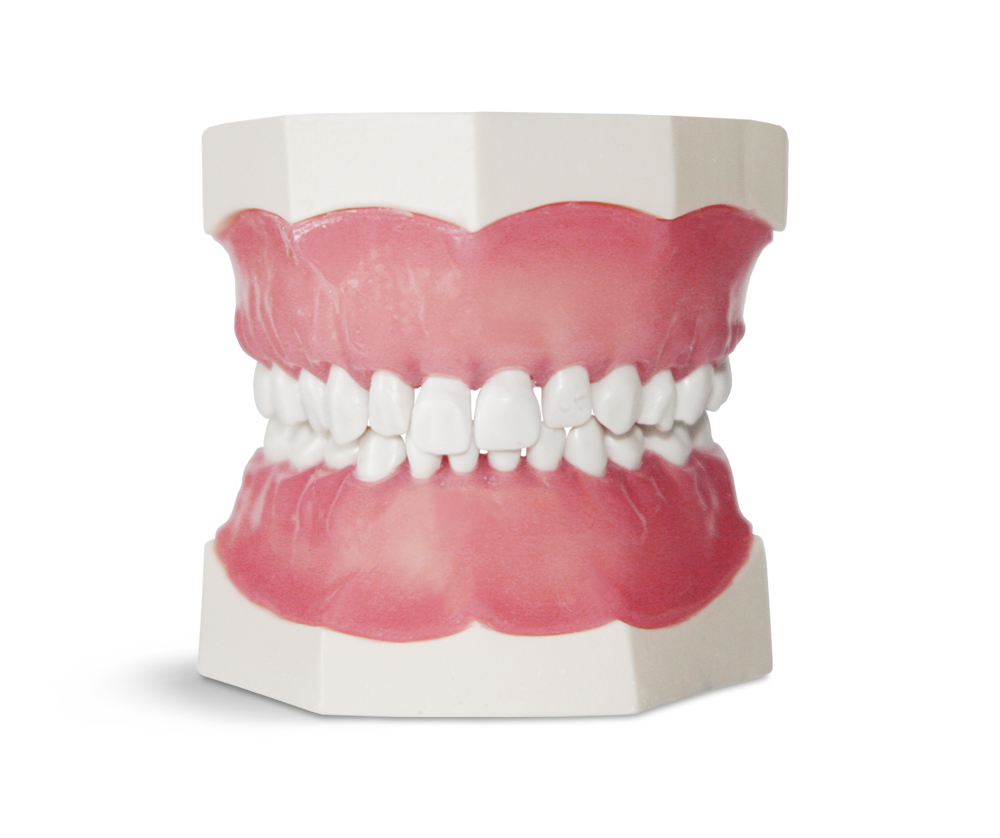 EK1 - Modèle dentaire enfant avec dents en résine dure – GF Dental di Ficuciello Antonino, Other Equipment