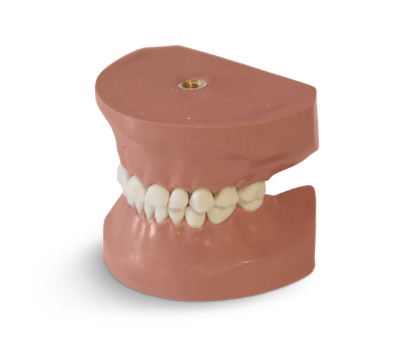 EK3 - Modèle enfant dentition lactéale