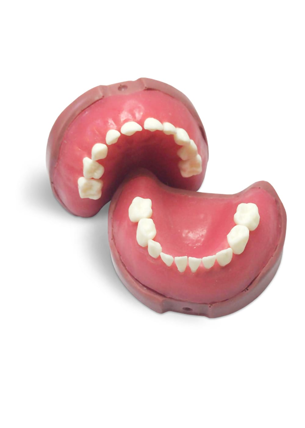 EK4 - Kinderzahnmodell Milchgebiss – GF Dental di Ficuciello Antonino, Geräte