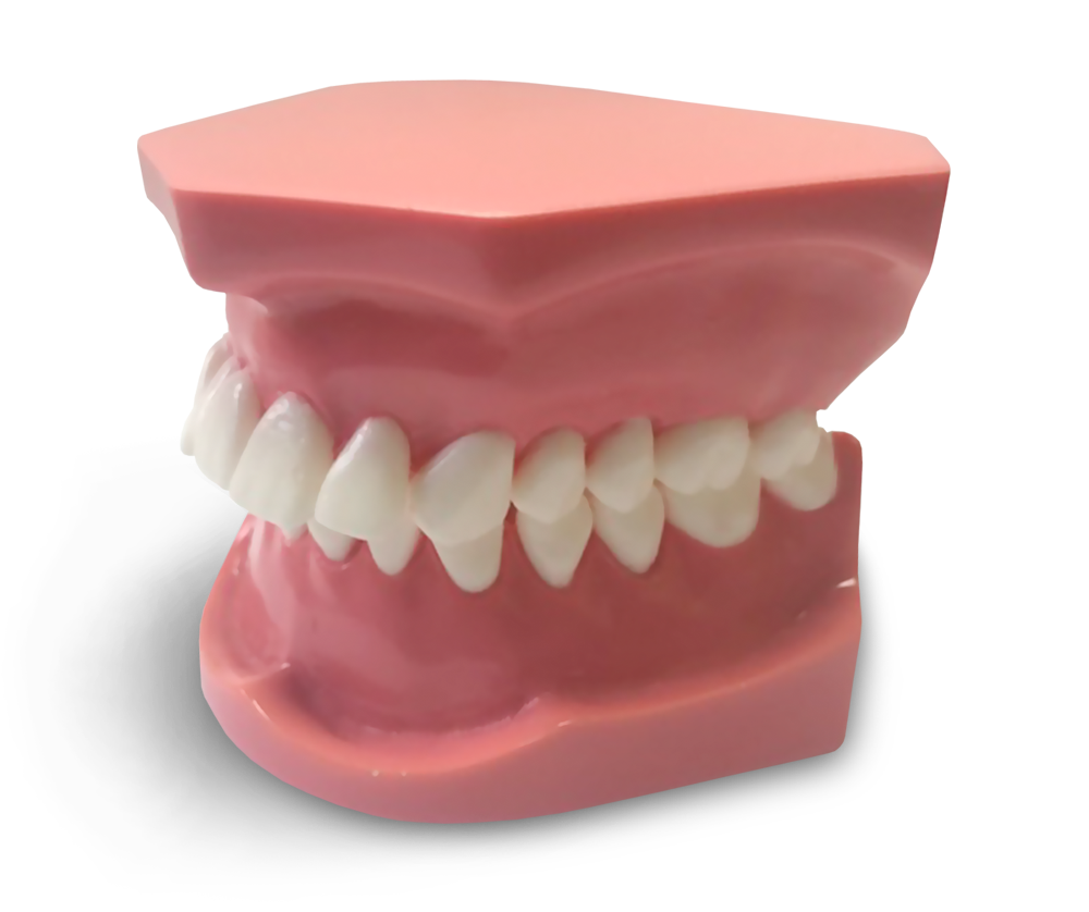 ORB03 - Orthodontic Model Class 1 Division 2 – GF Dental di Ficuciello Antonino, Other Laboratory Equipment (Scales, Water Baths, Plaster Traps, Microscopes)