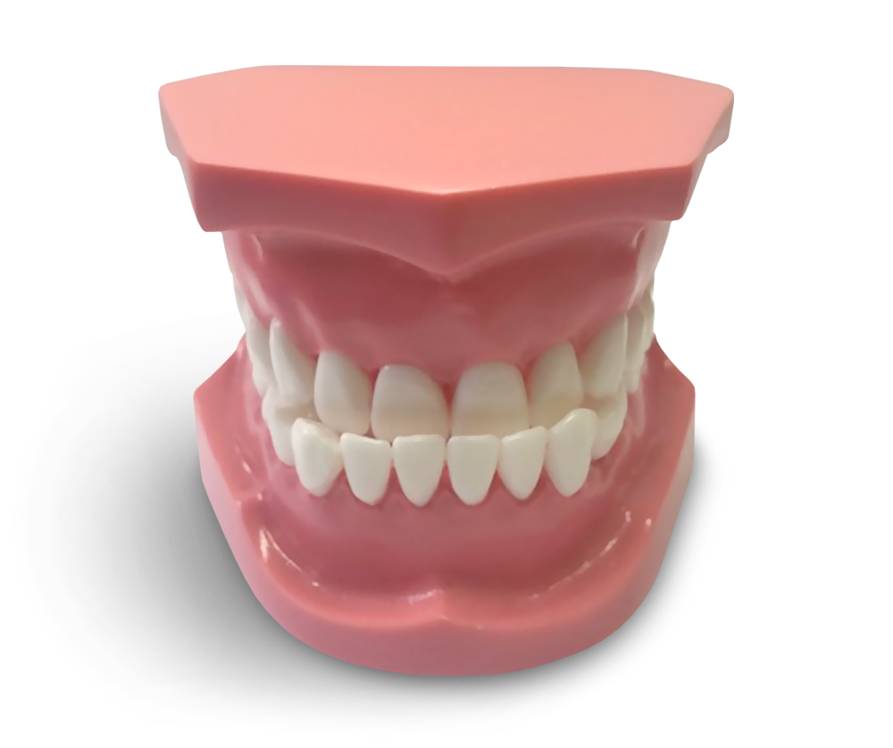 ORB04 - Orthodontic Model Class 3 – GF Dental di Ficuciello Antonino, Other Laboratory Equipment (Scales, Water Baths, Plaster Traps, Microscopes)