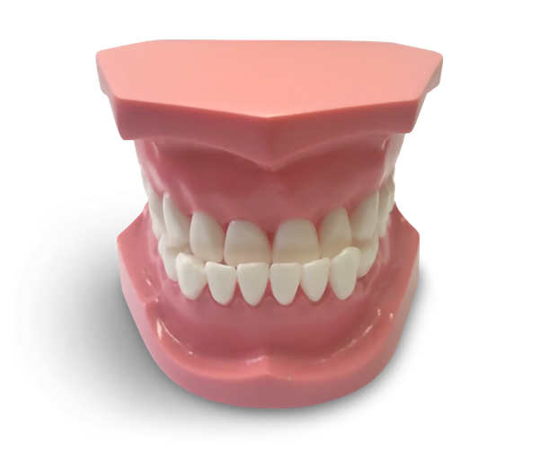 ORB04 - Modèle orthodontique de classe 3