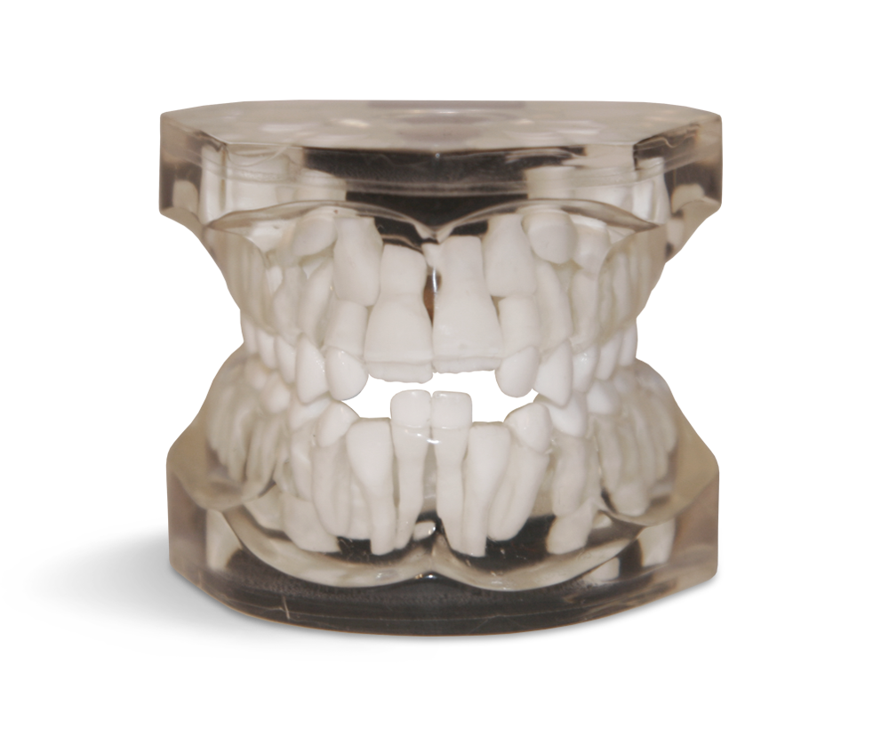 Zahnentwicklungsmodell – 7 Jahre – GF Dental di Ficuciello Antonino, Die & Model Materials